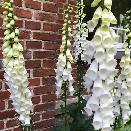 Ferienwohnung Landhaus Maasbull